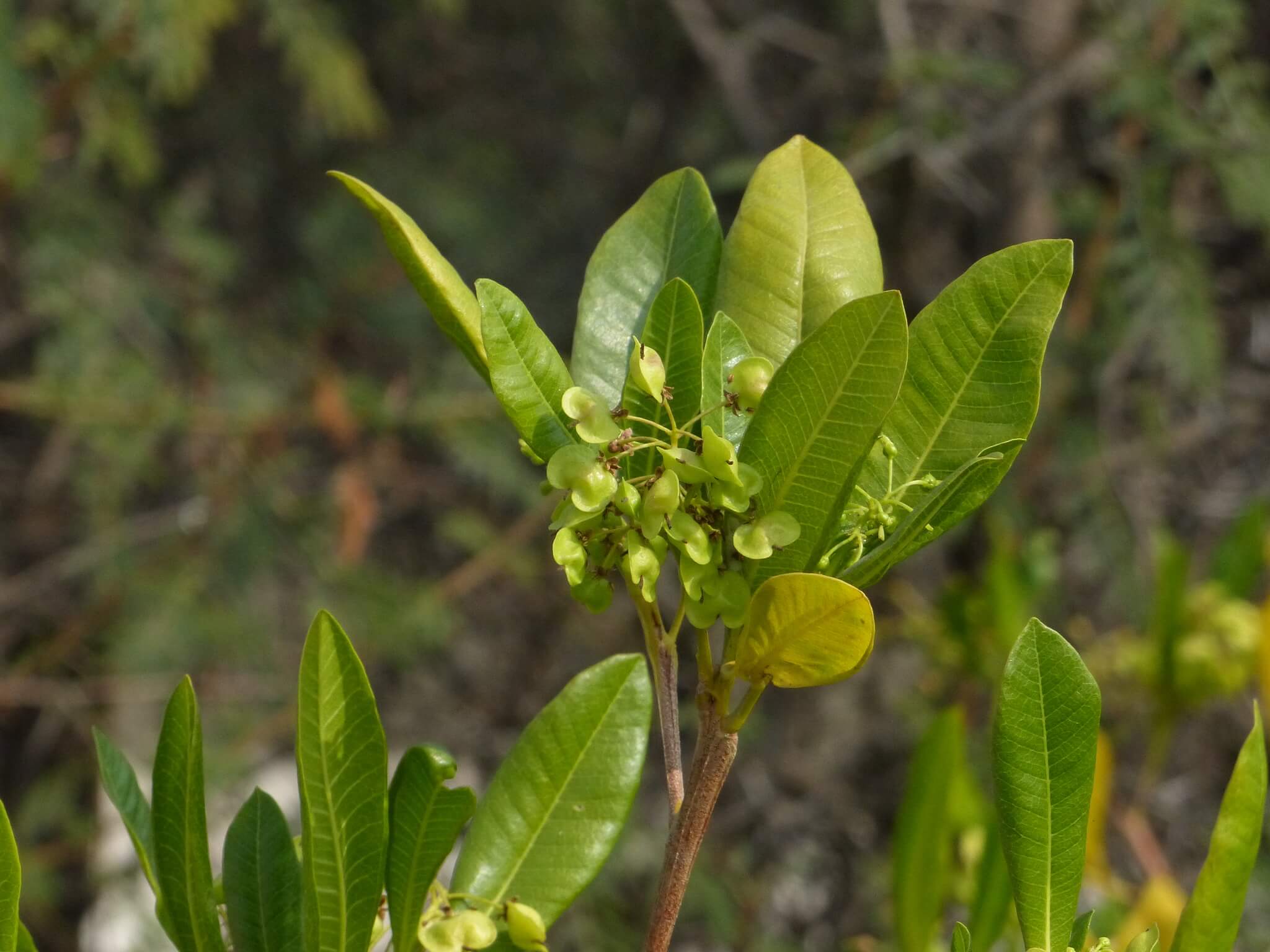 Dodonaea viscosa